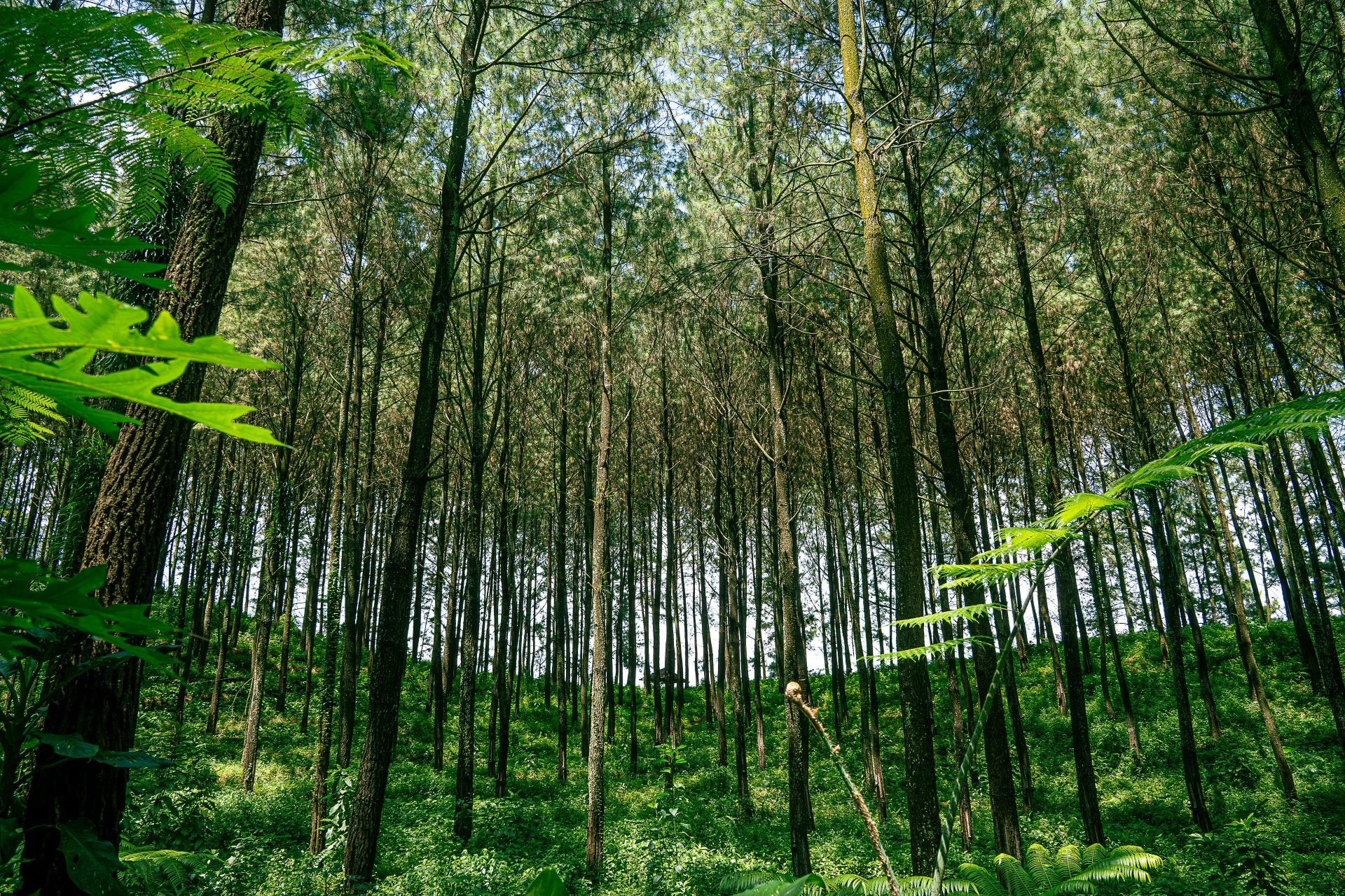 Eine üppig grüne Kiefernwaldlandschaft, durch deren Bäume das Sonnenlicht fällt, in Surabaya, Indonesien.