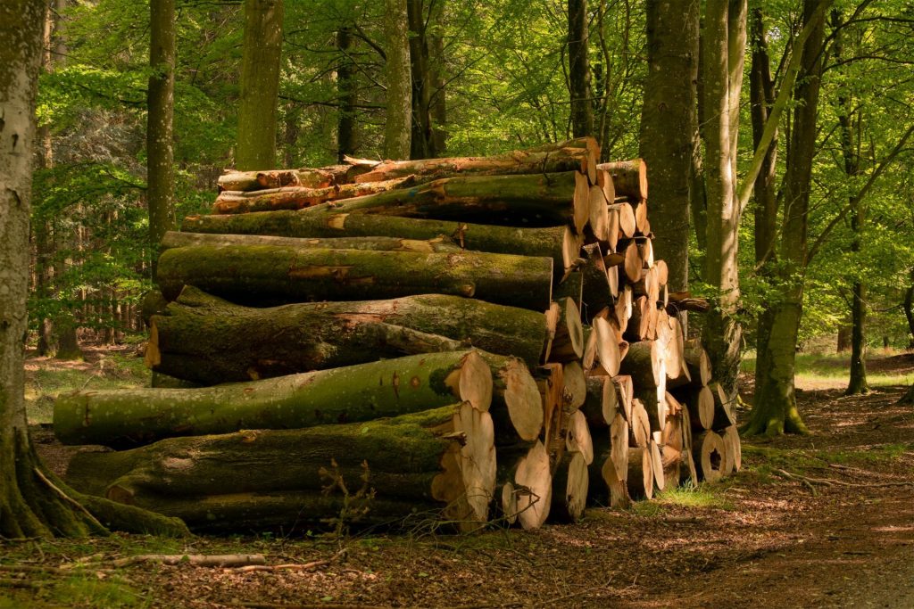 Ein Stapel Baumstämme in einem üppigen Wald, der die Einfachheit der Natur veranschaulicht.